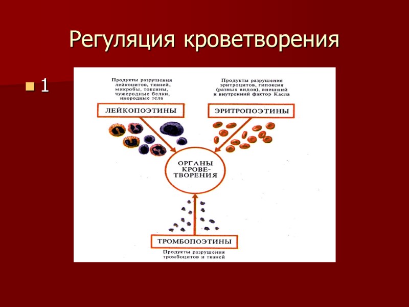 Регуляция кроветворения 1